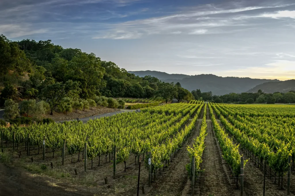 Rows of vines running across a hillside at golden hour