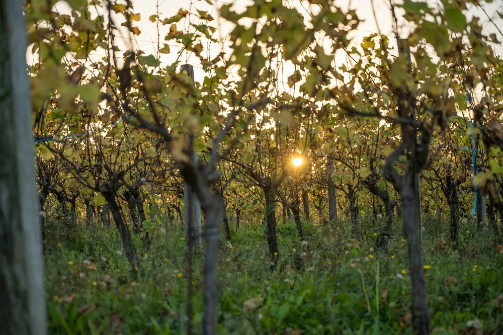Sunlight filters through a vineyard at sunset