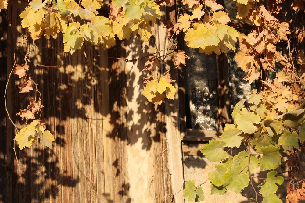 Sunlit autumn grape vines drape over a rustic wooden cottage wall