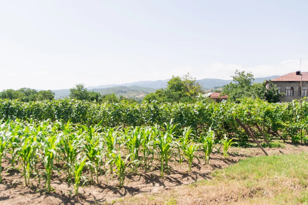 Sunlit cornfield with green crops in a rural landscape, showcasing hills and a farmhouse