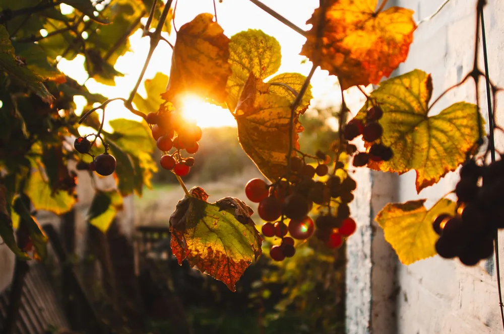 Sunlit grapevine with autumn leaves and ripe grapes at sunset