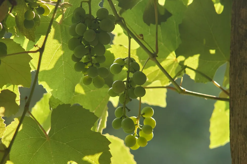 Sunlit green grapes hanging from a vine, surrounded by lush leaves outdoors