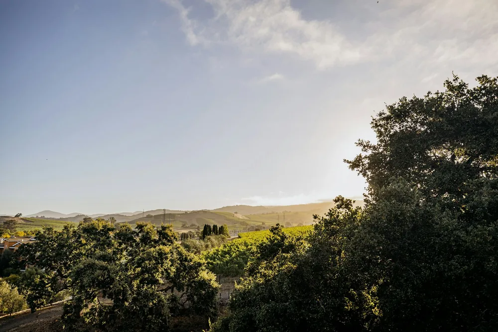 Sunny landscape with green trees and distant hills