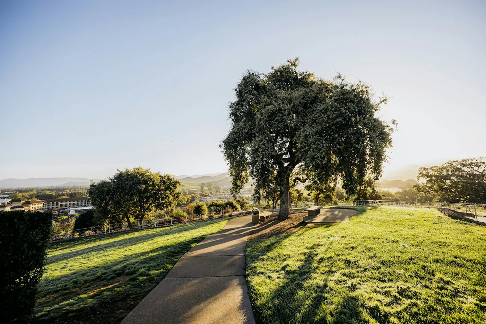 Sunny path and large tree on a green hillside