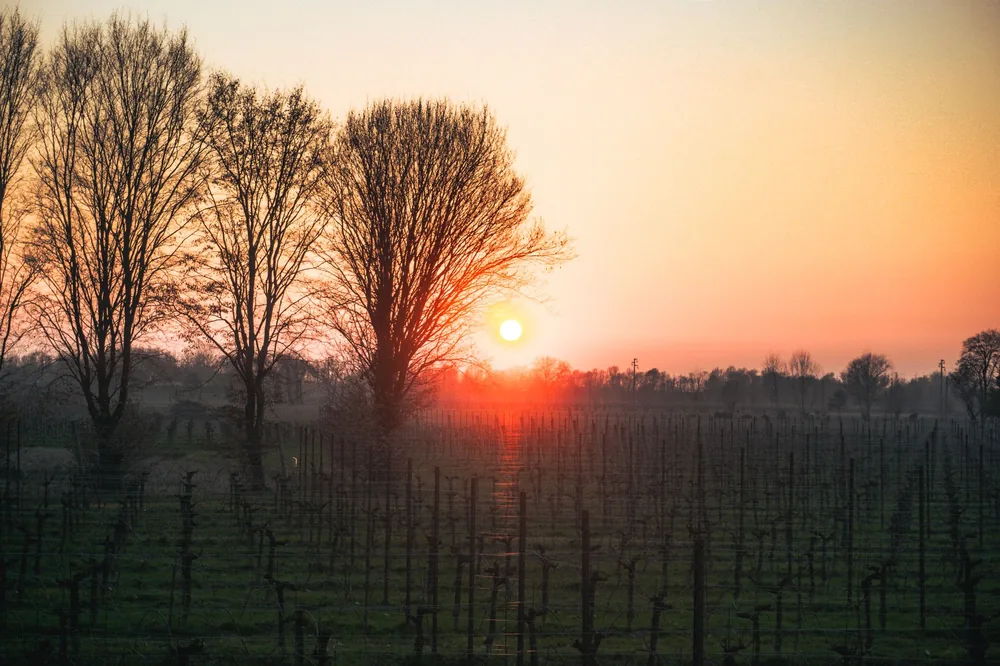 Sunset casting warm hues over a peaceful vineyard lined with bare winter trees