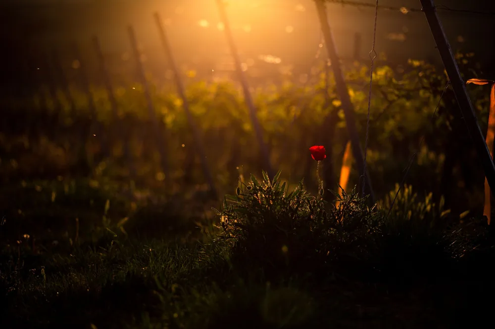 Sunset casts warm hues over a vineyard, highlighting a solitary flower