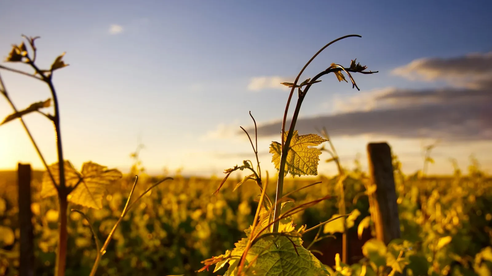Sunset in the vineyards single branch in the golden light perfect background