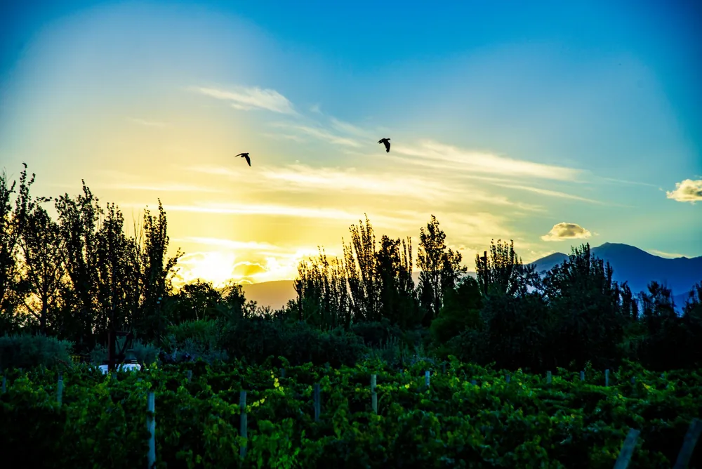 Sunset view over a lush vineyard, framed by trees and distant mountains
