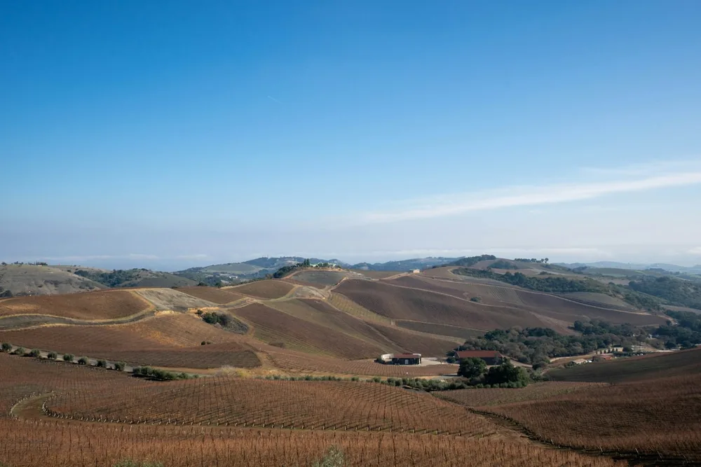 Sweeping vineyards, landscape, focus on magnitude of vines