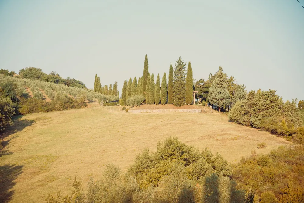 Tall cypress trees on a hill above a dry golden meadow