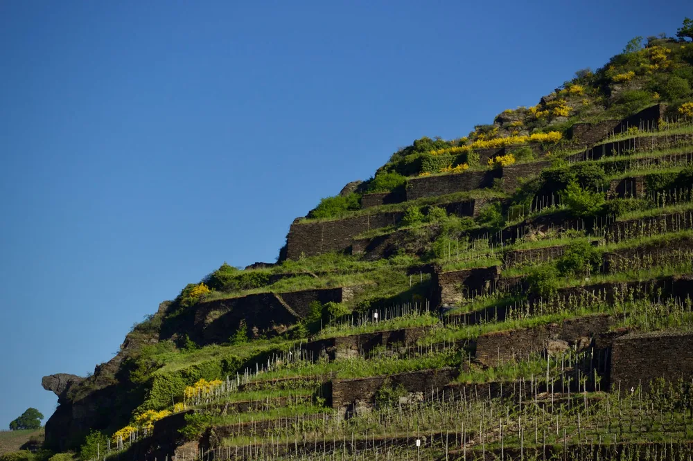 Terraced vineyard landscape on a sunny day, showcasing lush greenery and yellow flowers