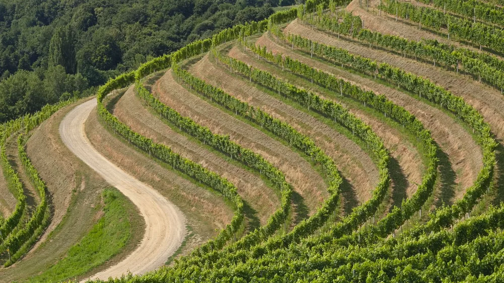 Terraced vineyard landscape with curving dirt road and lush greenery