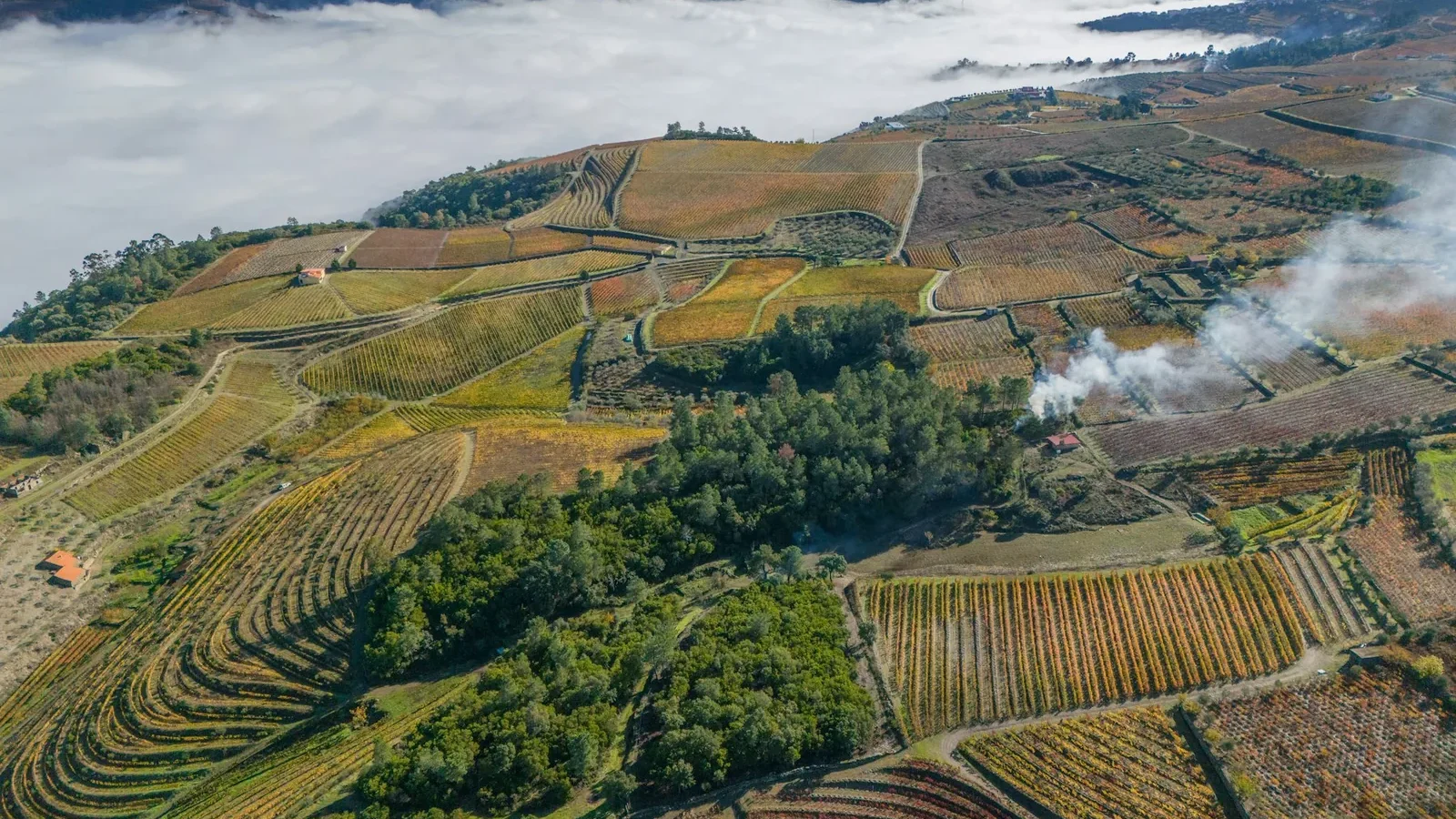 Terraced vineyards in autumn with fog over valley