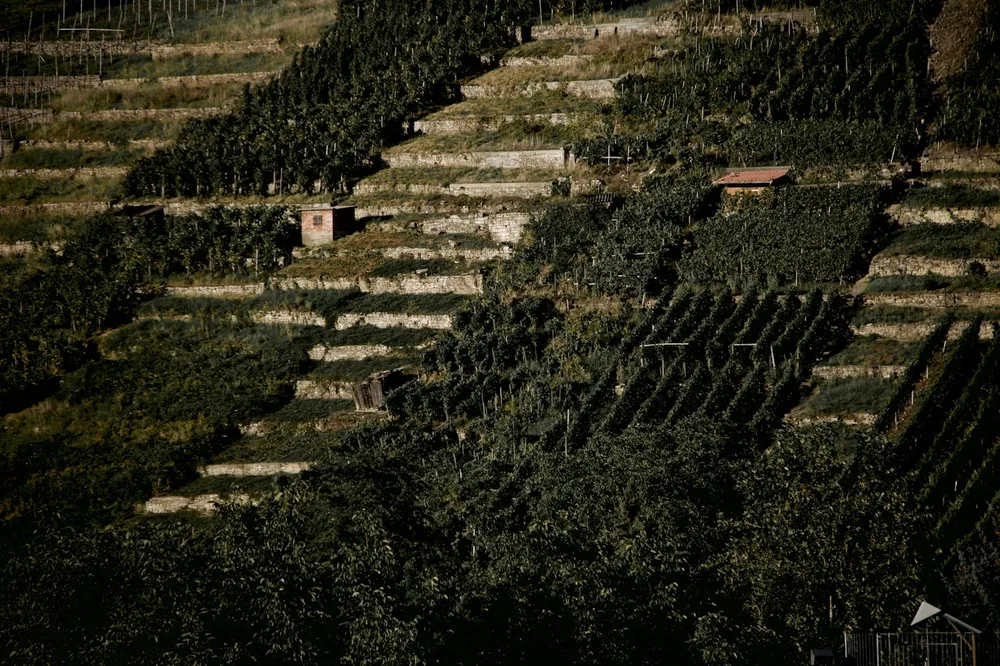 Terraced vineyards on a steep hillside with small buildings