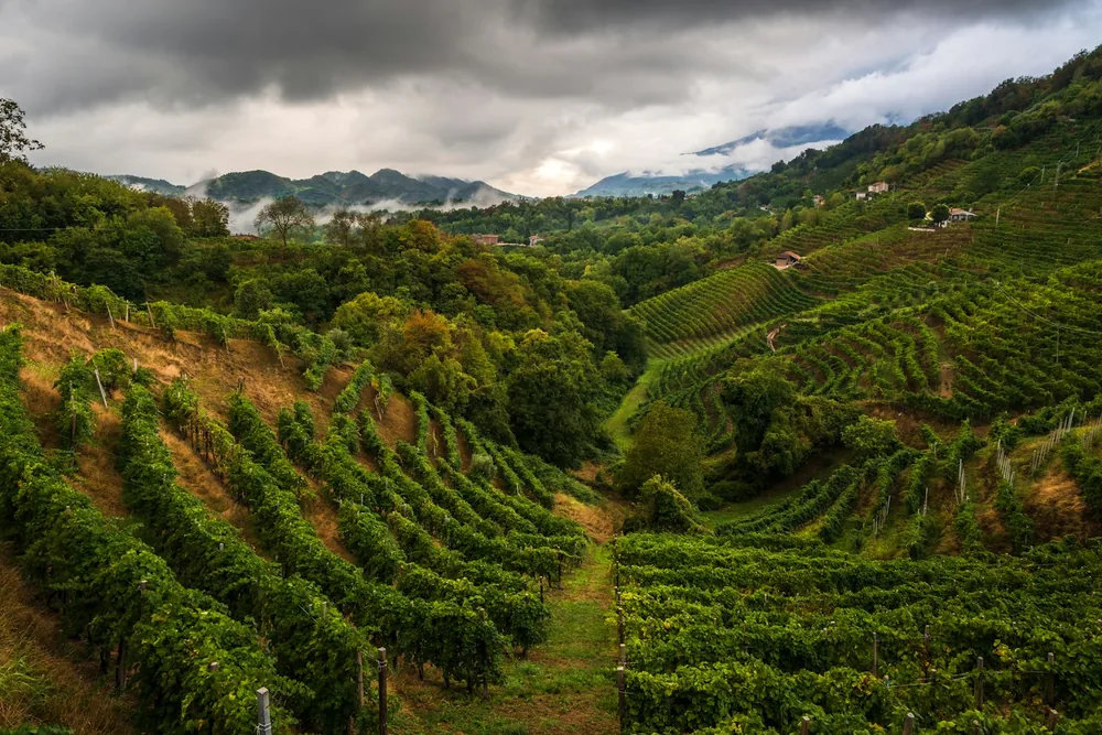 Terraced vineyards on rolling hills under a cloudy sky with distant mountains