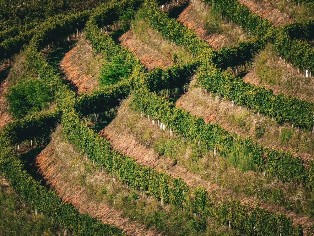 Terraced vineyards under bright sunlight, showcasing agricultural beauty