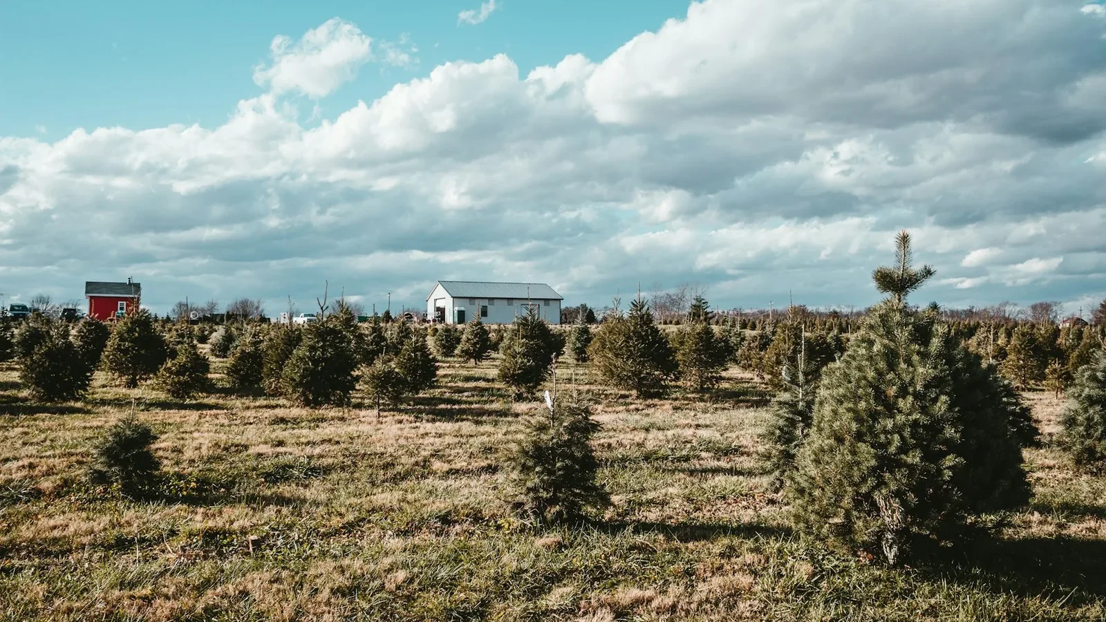 The sky and a barn at a tree farm