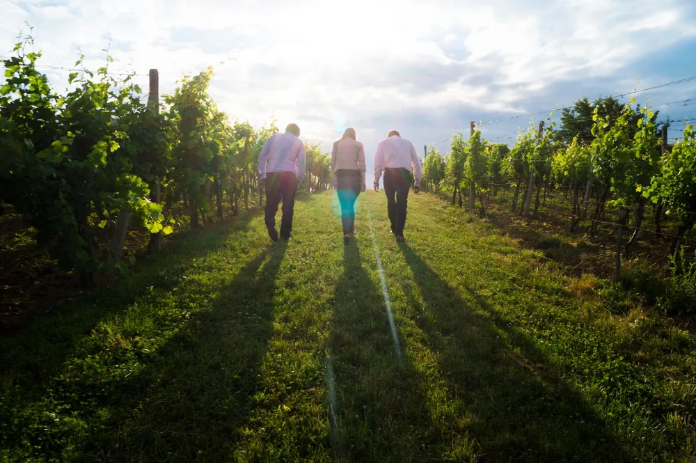 Three people walking through a vineyard bathed in sunlight, surrounded by lush grapevines