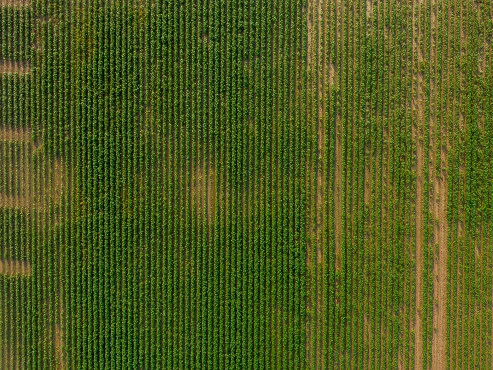 Top view of lush green vineyard fields showcasing neat symmetry and growth