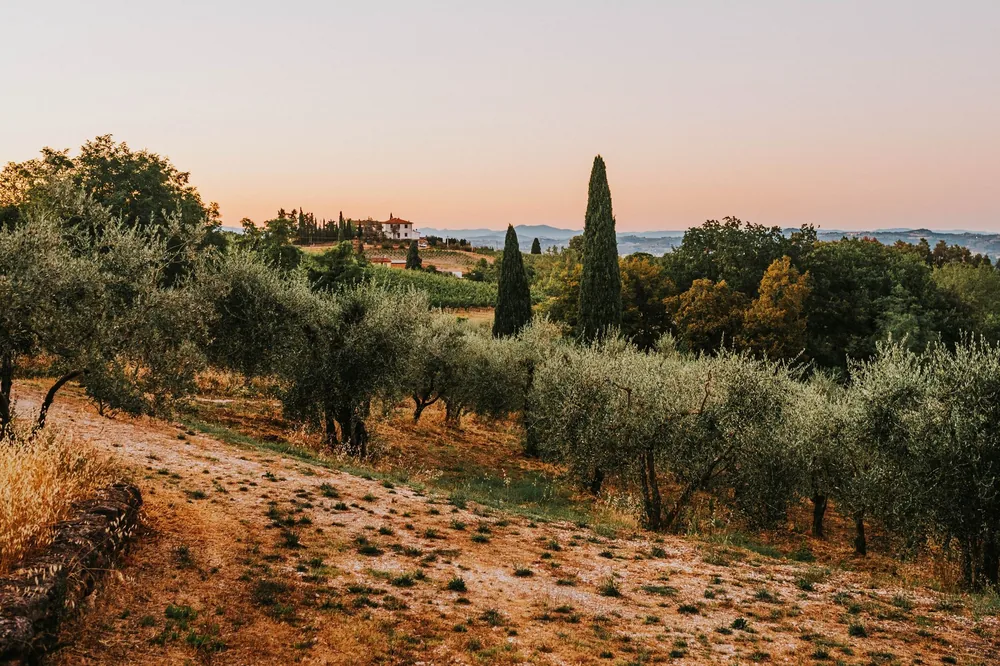 Tuscan landscape with olive trees and cypress under a glowing sunset sky