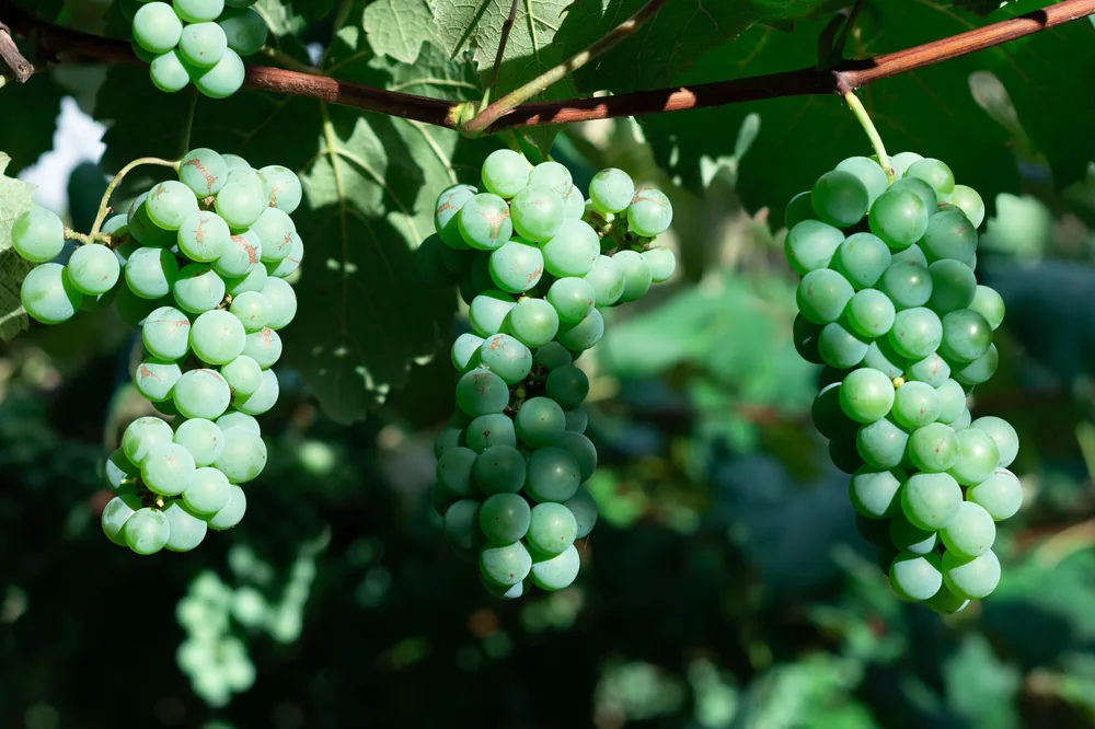 Unripe green grapes in a sunny vineyard, highlighting freshness and growth