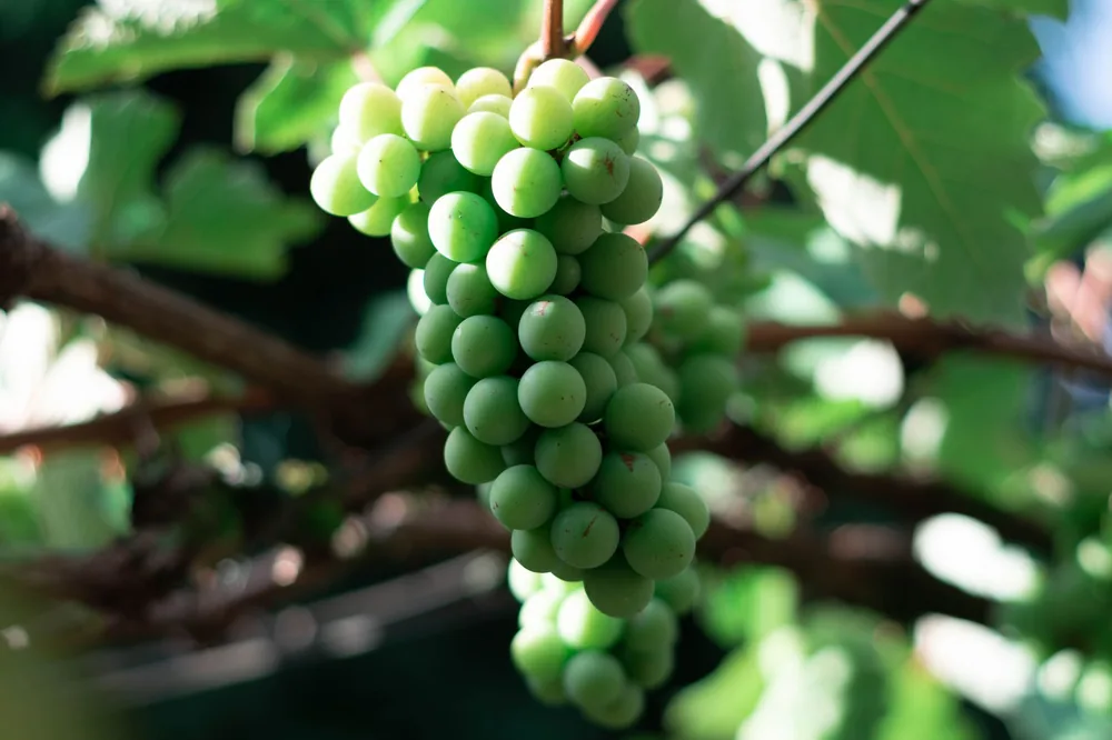 Unripe green grapes on a vine, showcasing organic farm produce
