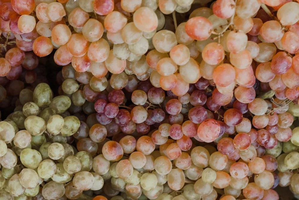Various colored grape bunches, perfect for health and organic themes