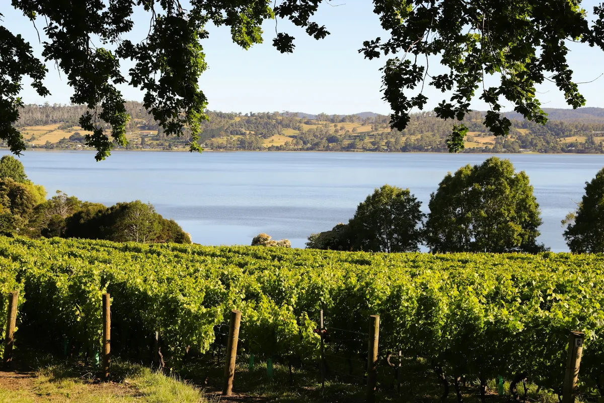 A vineyard with a lake in the background