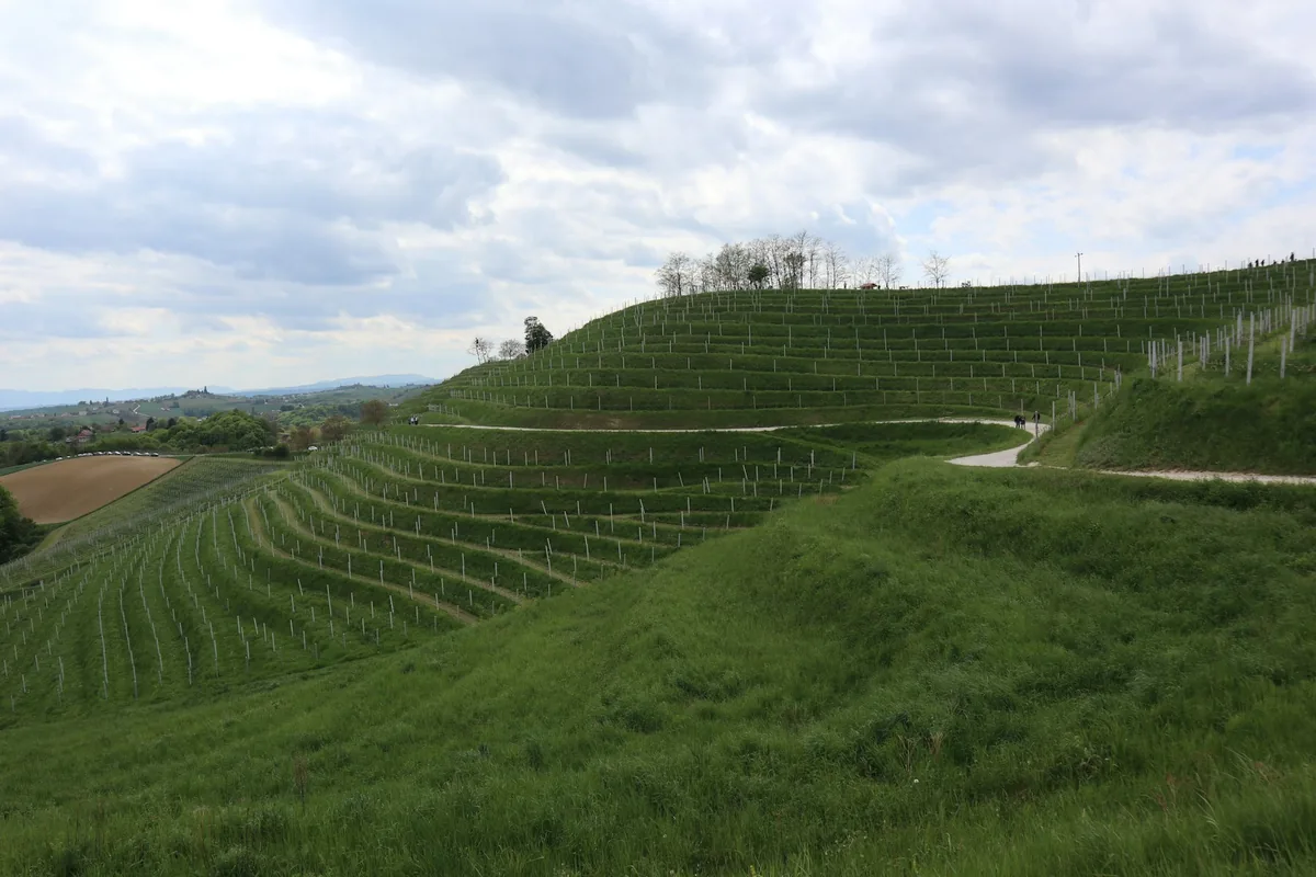 A lush green hillside covered in lots of grass