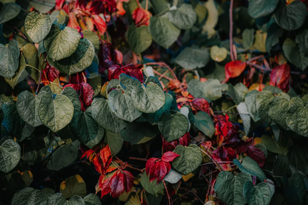 Verdant bush with fresh green and red leaves growing in countryside garden on sunny summer day