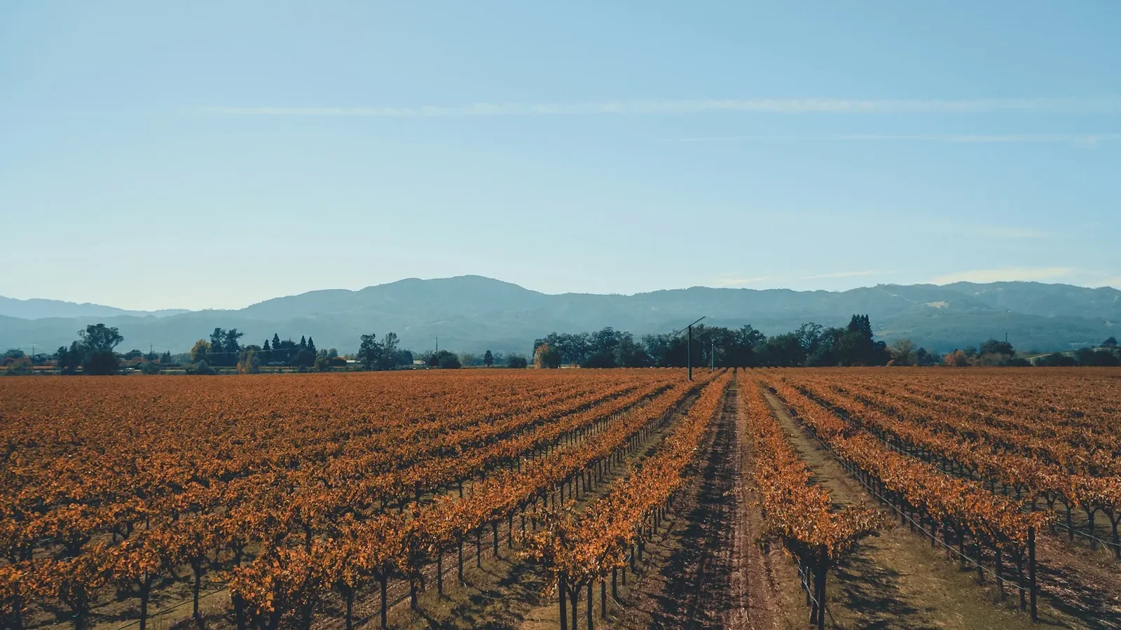 Vineyard and blue mountains on the horizon