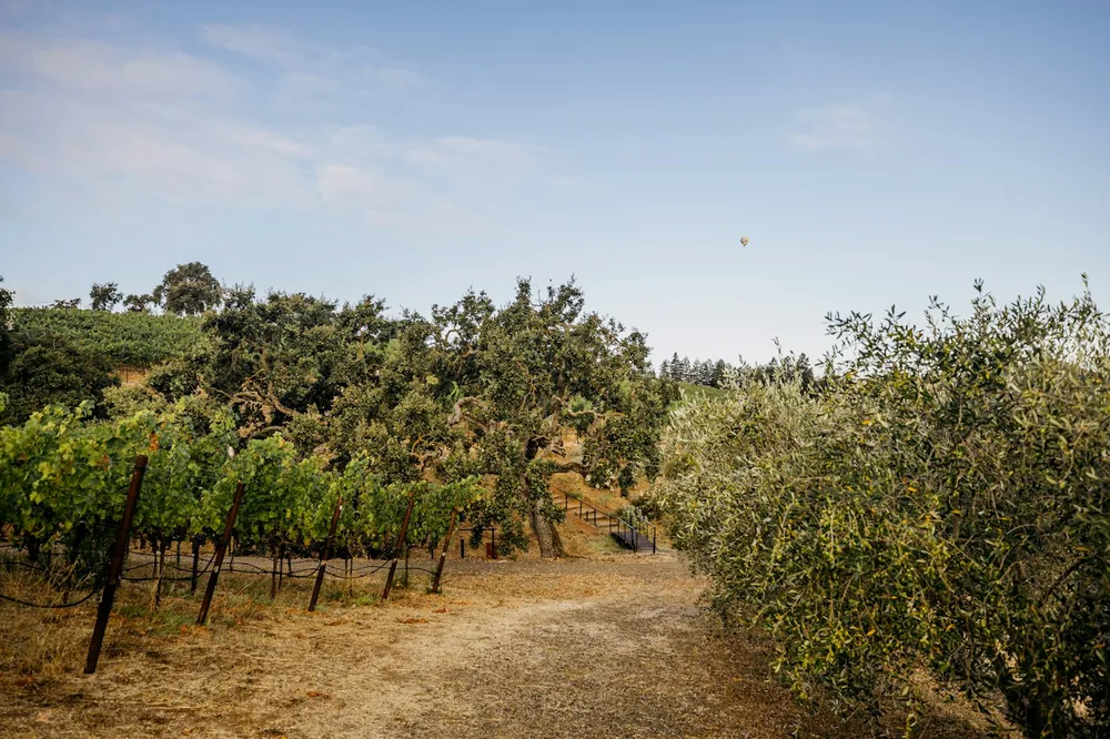 Vineyard and olive trees beside a dusty path