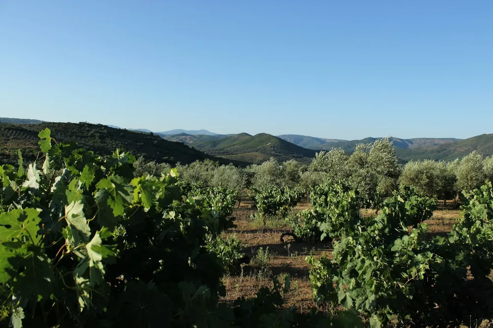 Vineyard and olive trees on rolling hills under clear sky