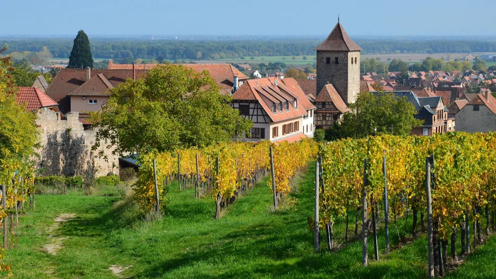 Vineyard and village scene with autumn foliage and historic architecture