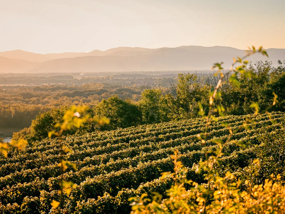 Vineyard at golden hour with mountains in the background
