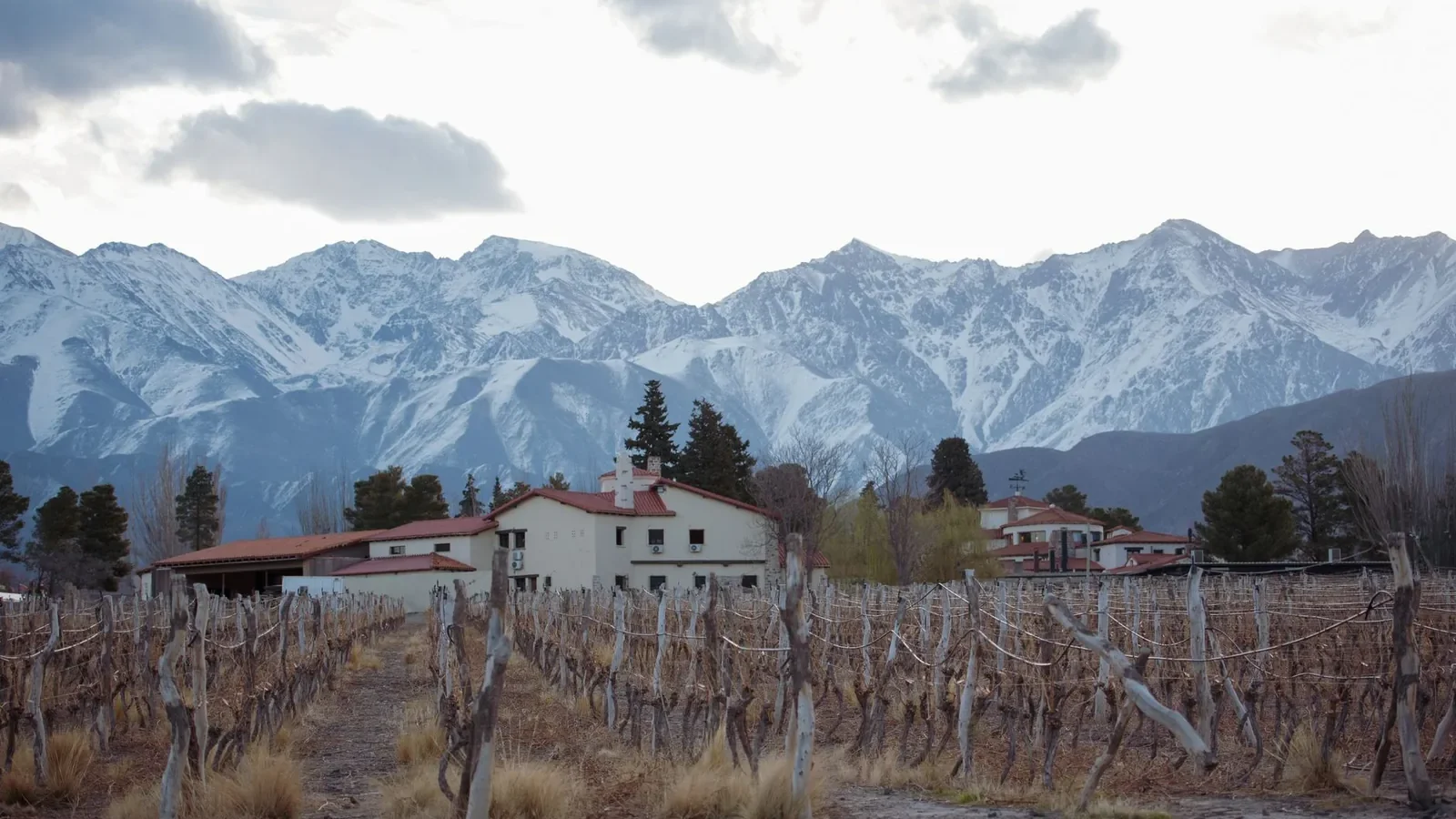 Vineyard at the foot of snow-capped mountains in winter, with rustic houses nearby