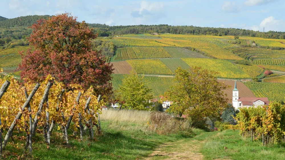 Vineyard fields in autumn colors with distant church and rolling hills