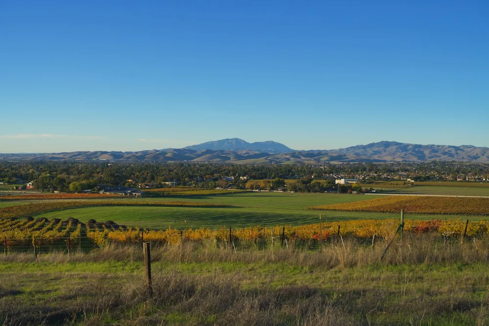 Vineyard fields with distant mountains under clear sky