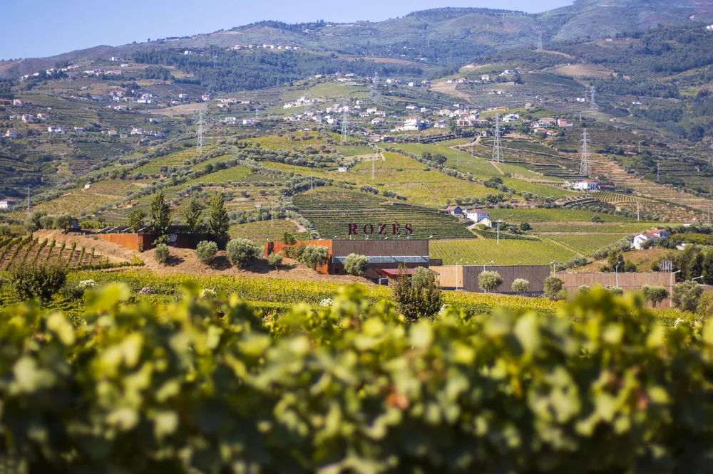 Vineyard fields with lush greenery and scenic hills, perfect for wine production imagery