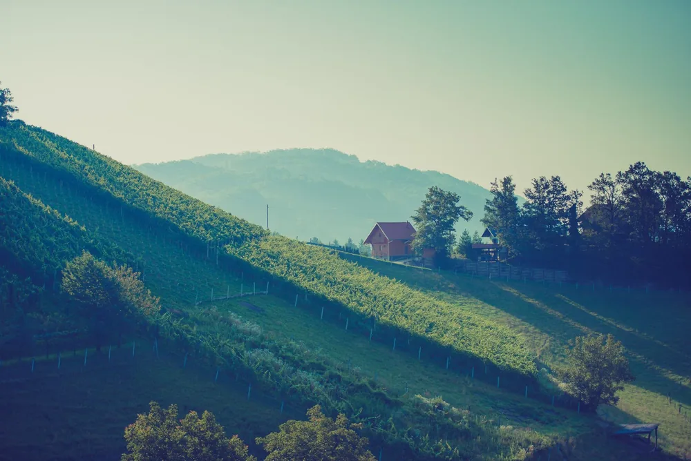 Vineyard hills with a distant house under a clear sky