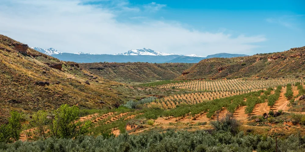 Vineyard in a valley with snow-capped mountains under a clear blue sky
