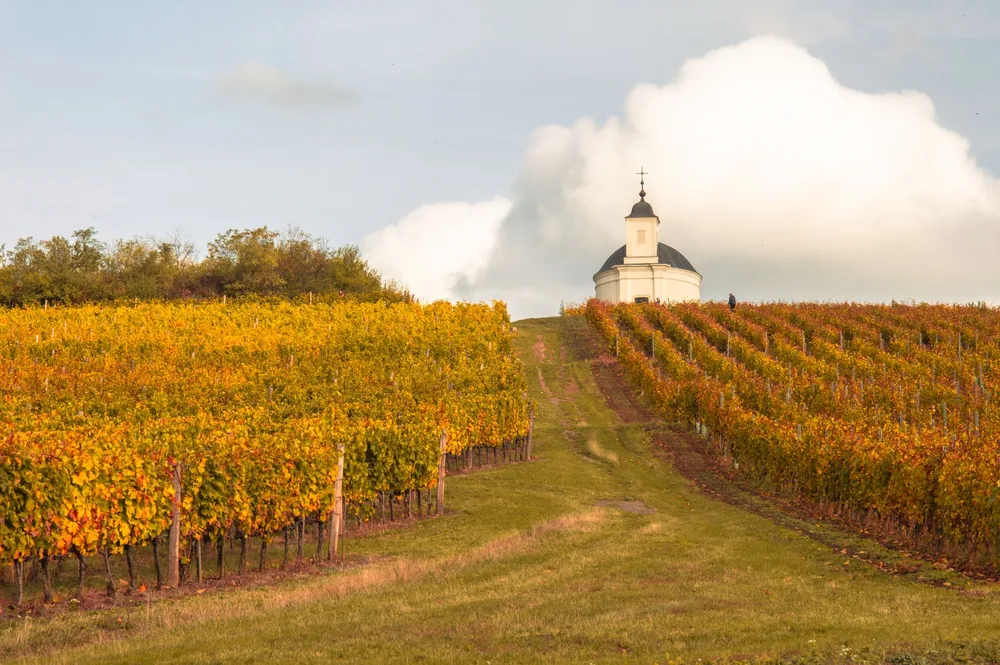 Vineyard in autumn, with a chapel on the horizon under a bright sky