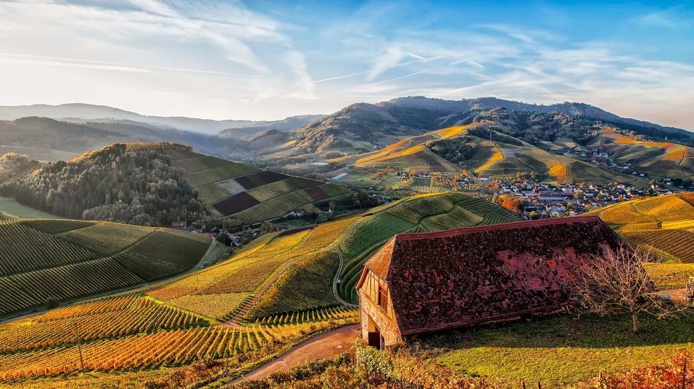 Vineyard in rolling countryside with distant village, captured during a sunny day