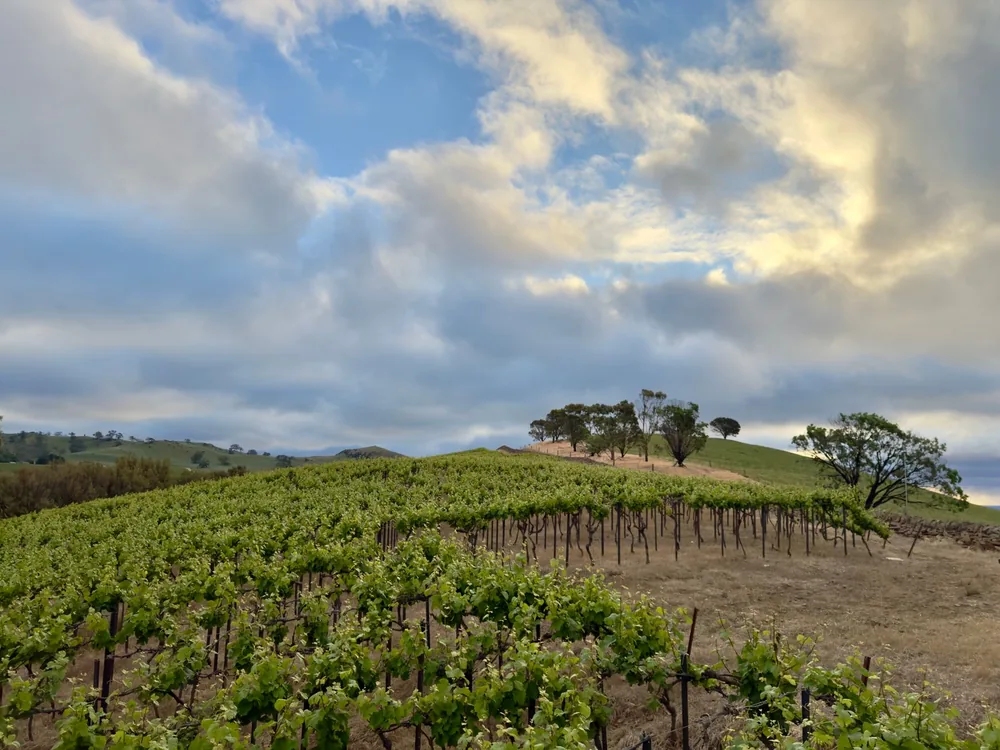 Vineyard landscape at sunrise with lush vines and dramatic clouds