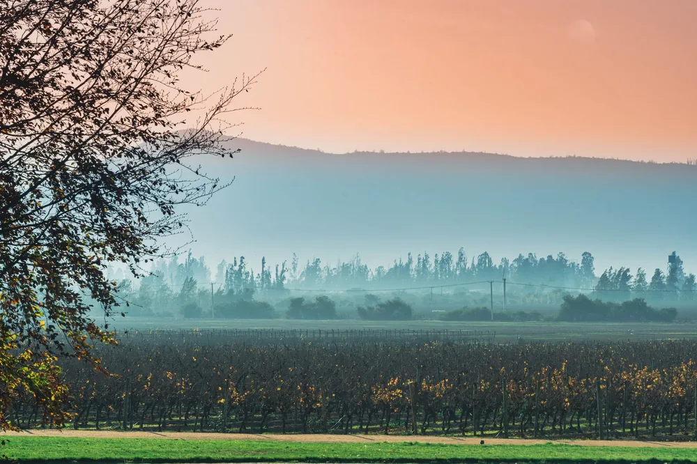Vineyard landscape at sunset with mist and colors in the countryside