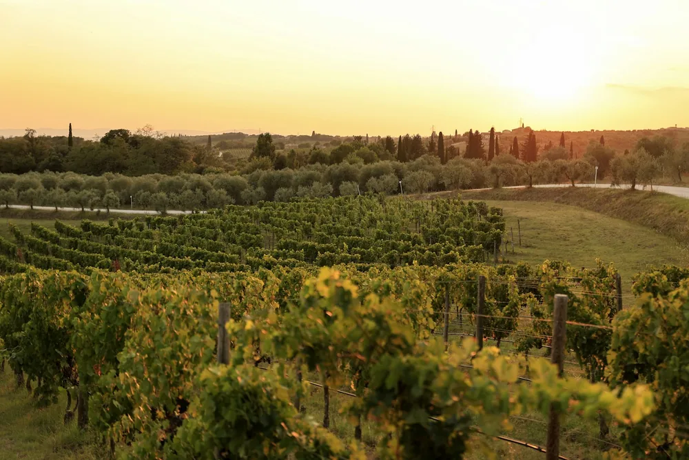 Vineyard landscape at sunset with rolling hills