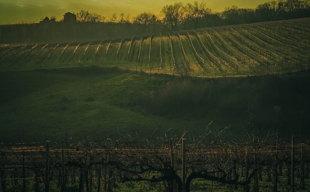 Vineyard landscape captured during golden hour with rows of grapevines on a hillside