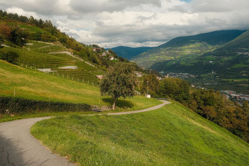 Vineyard landscape in a hilly countryside, featuring lush greenery and a winding path