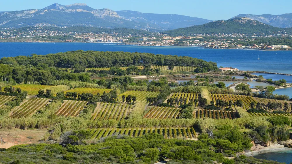 Vineyard landscape near the ocean with a coastal town and mountains in the background