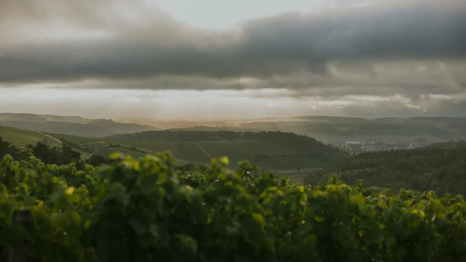 Vineyard landscape under dramatic cloudy sky at sunset